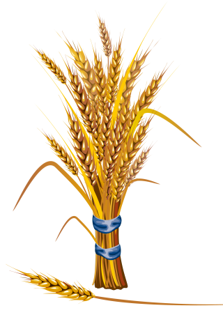 Symbol Of A Desta Wheat PNG images