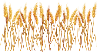 Wheat In Order Png Clipart PNG images