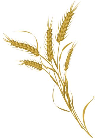 Wheat Transparent Pictures PNG images