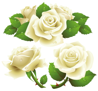 Flower Rose Garden Roses Rose Family Png PNG images