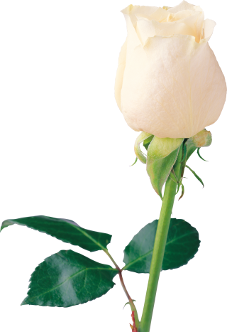 Flowering Plant Botany Rose Family PNG images