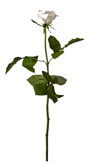 Flowering Plant Clip Art, Rose, Image 21 PNG images