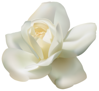 Magnolia Family Flowering Plant Jasmine Rose PNG images