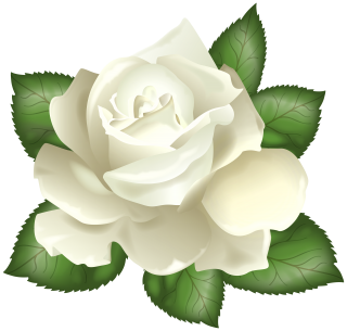 White Rose PNG, White Rose Transparent Background - FreeIconsPNG