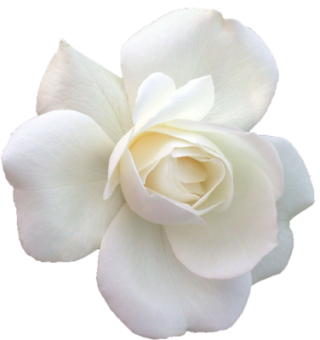 White Garden Roses, Cabbage Rose, Floribunda PNG images