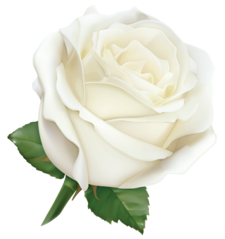 White Rose PNG Hybrid Tea Rose Leaf PNG images