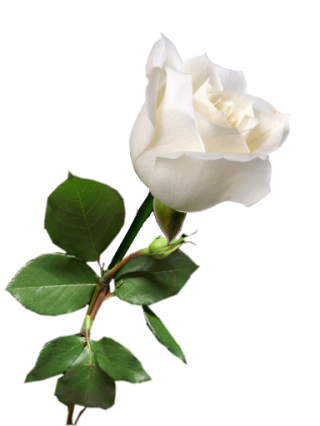 White Rose With Stem Png