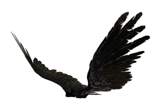 Dark Angel Wings Png PNG images