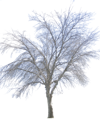Vector Png Winter PNG images
