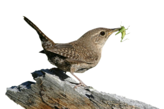  Feeding Her Young Wren Photos PNG images