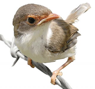 Baby Wren Images PNG images