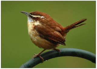 Natural And Chubby Wren Image PNG images