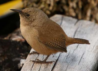 Natural Wren Pictures PNG images