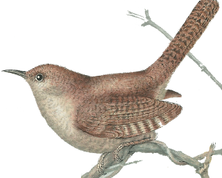 Tree Top Wren Picture PNG images