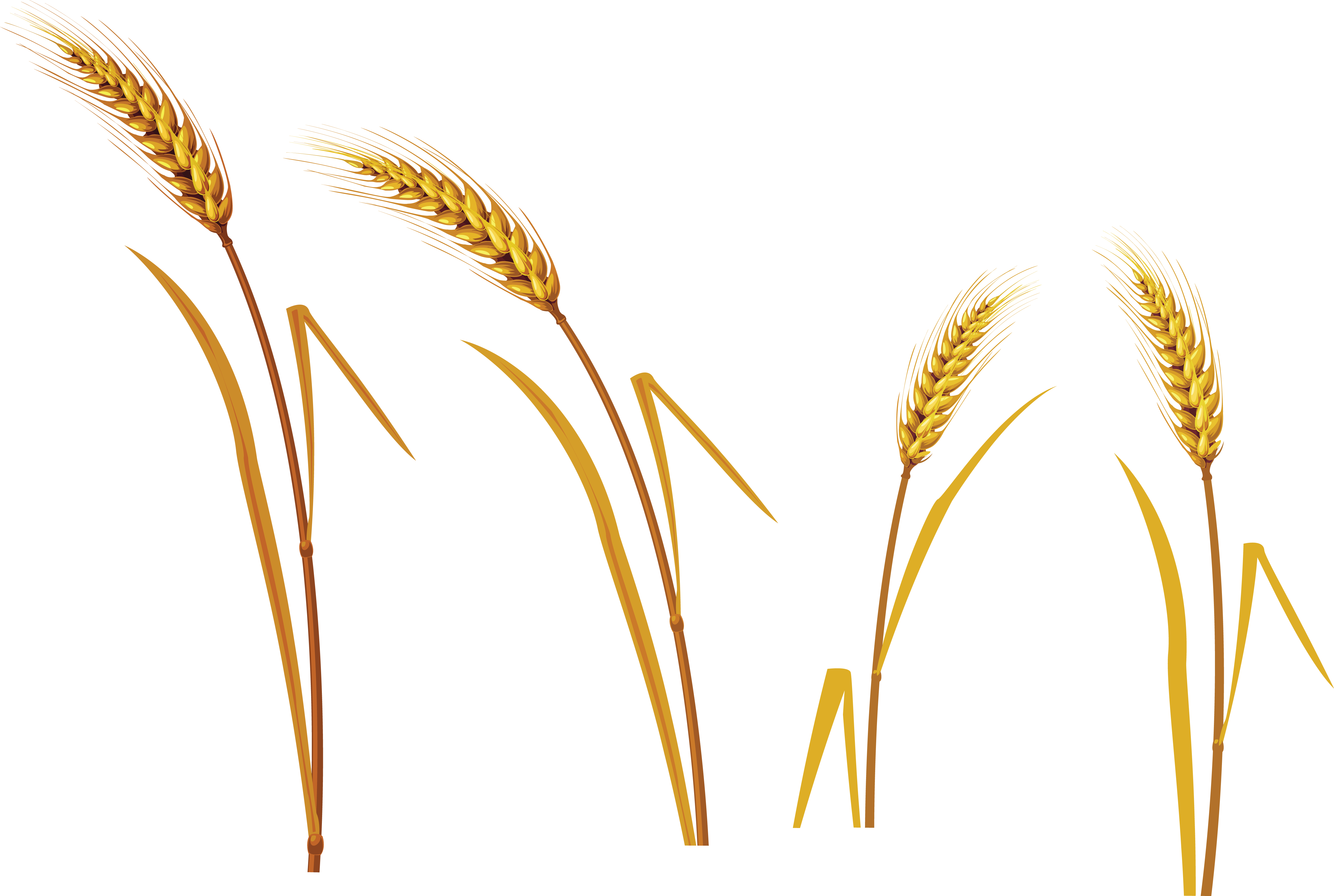 Wheat Transparent PNG Pictures - Free Icons and PNG Backgrounds