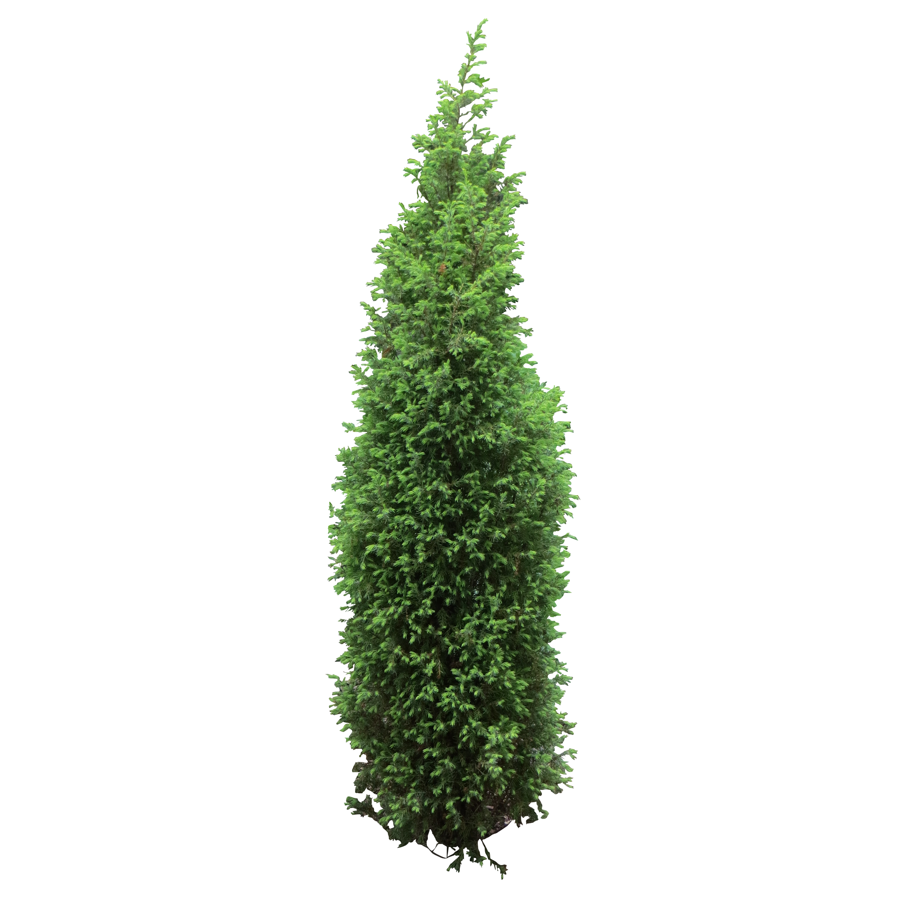 Tree Bush Png