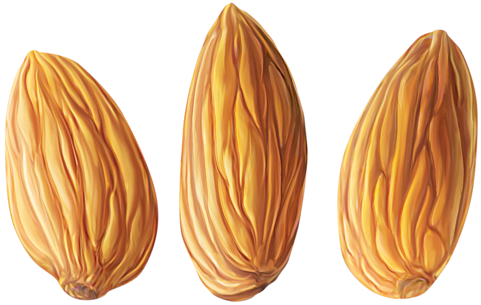 Almond Clipart PNG Transparent Background, Free Download 32801