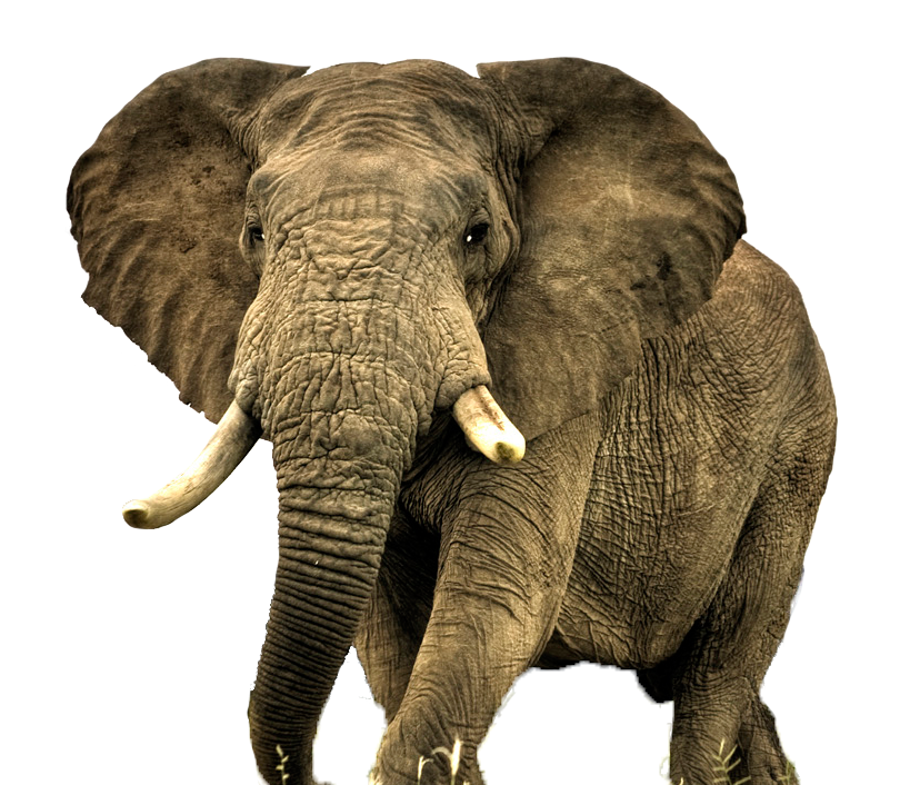 Animal Elephant photo 43229 - Free Icons and PNG Backgrounds