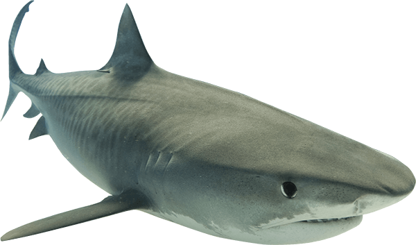 Shark PNG, Shark Transparent Background - FreeIconsPNG