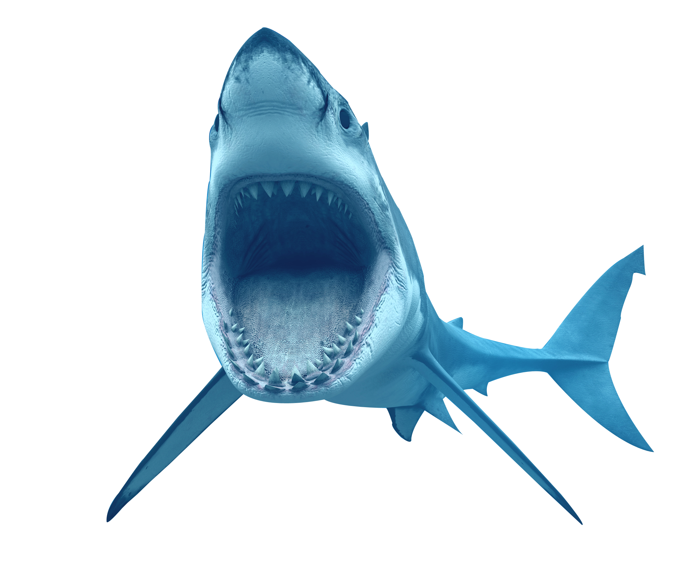 Shark Transparent Png Pictures Free Icons And Png Backgrounds 81496 ...