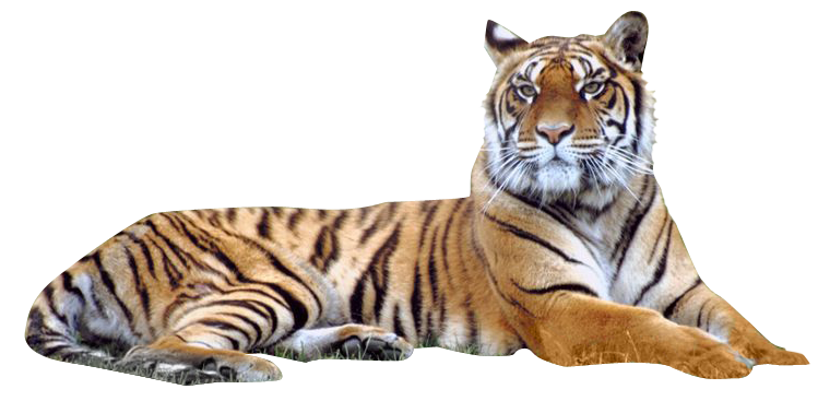 Image Tiger PNG Transparent Background, Free Download #39202 - FreeIconsPNG