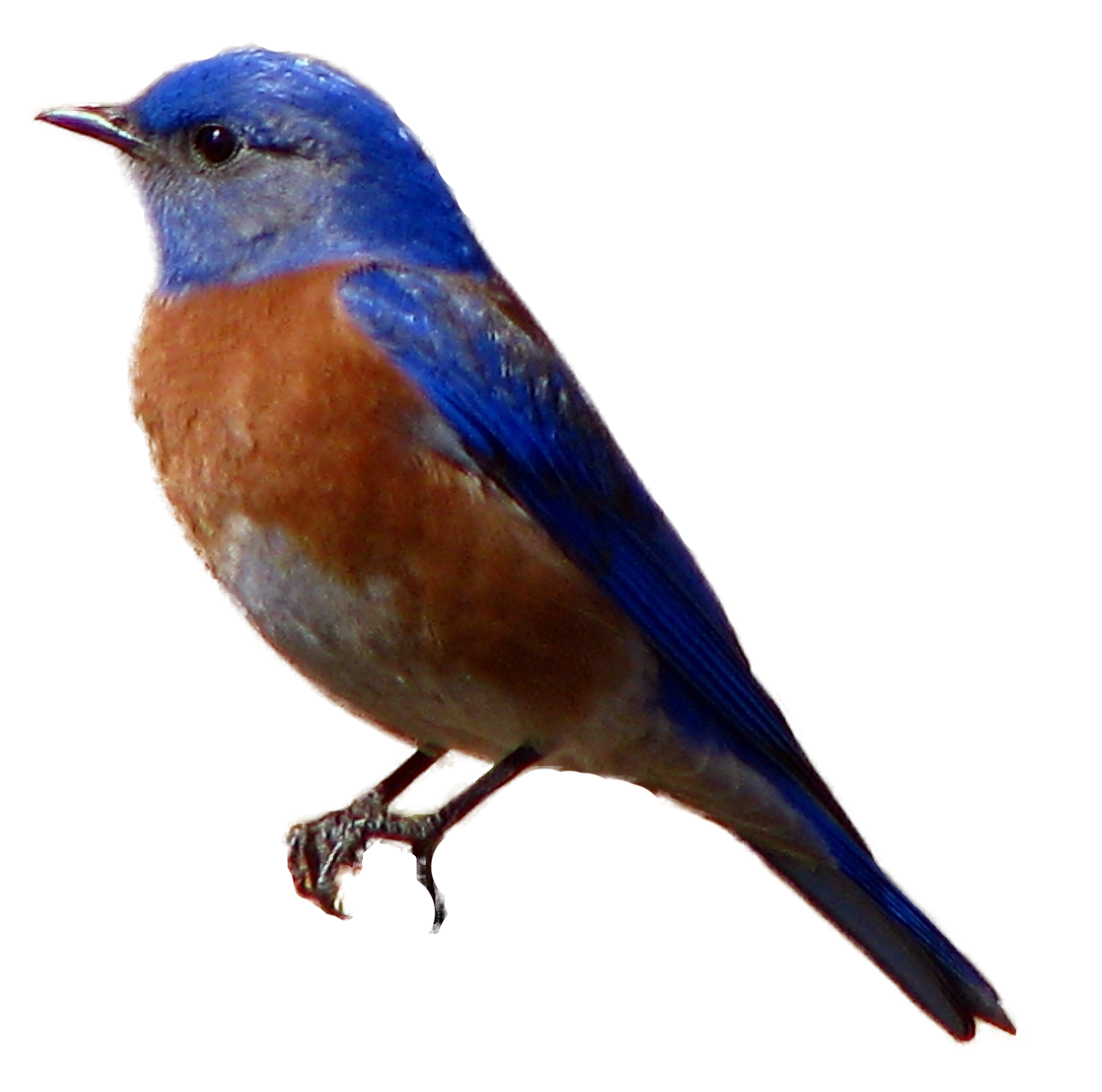 Avian Western Blue Bird Png Transparent Background Free Download 3508 Freeiconspng