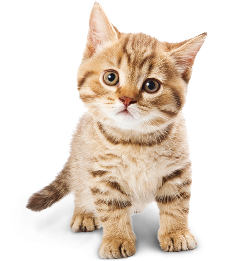  Baby cat png  40358 Free Icons and PNG  Backgrounds