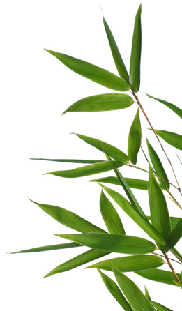 bamboo transparent png pictures