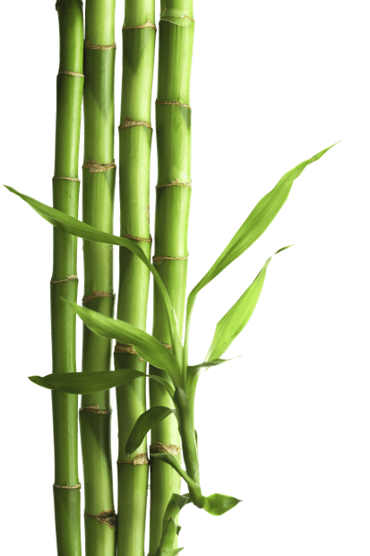 png images free bamboo