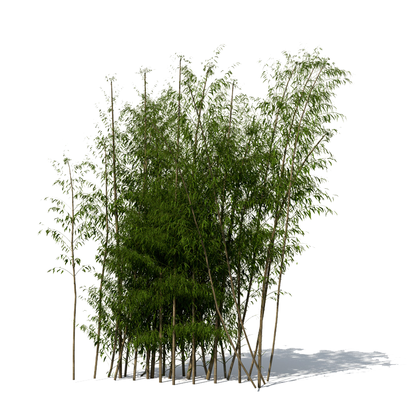 free download vectors bamboo