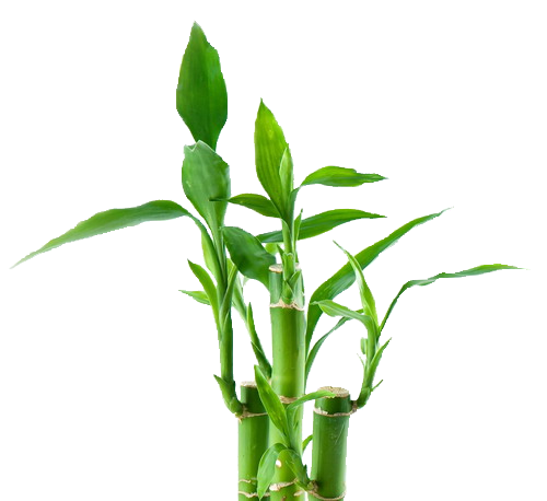 bamboo tree png 40479