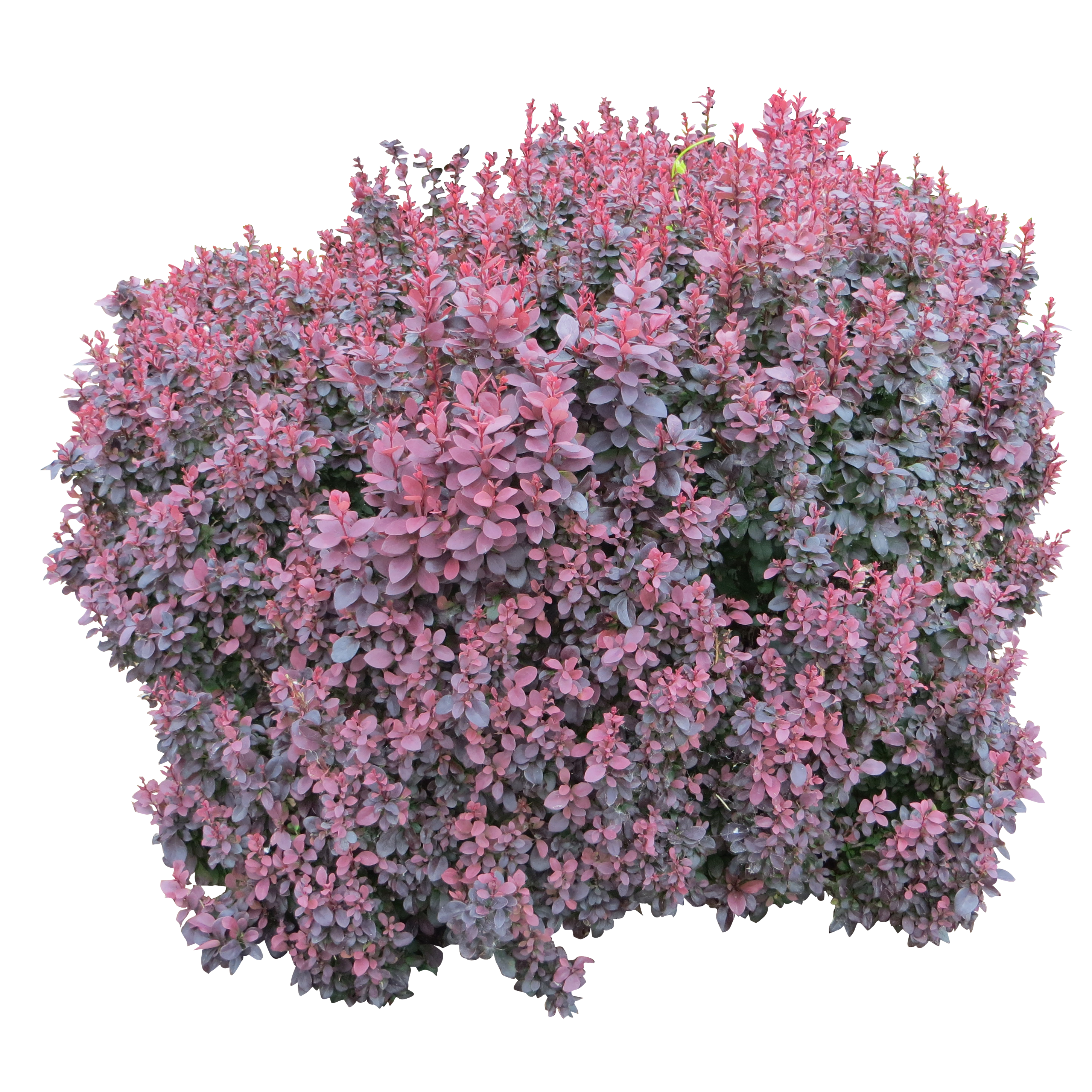 Bushes PNG, Bushes Transparent Background - FreeIconsPNG