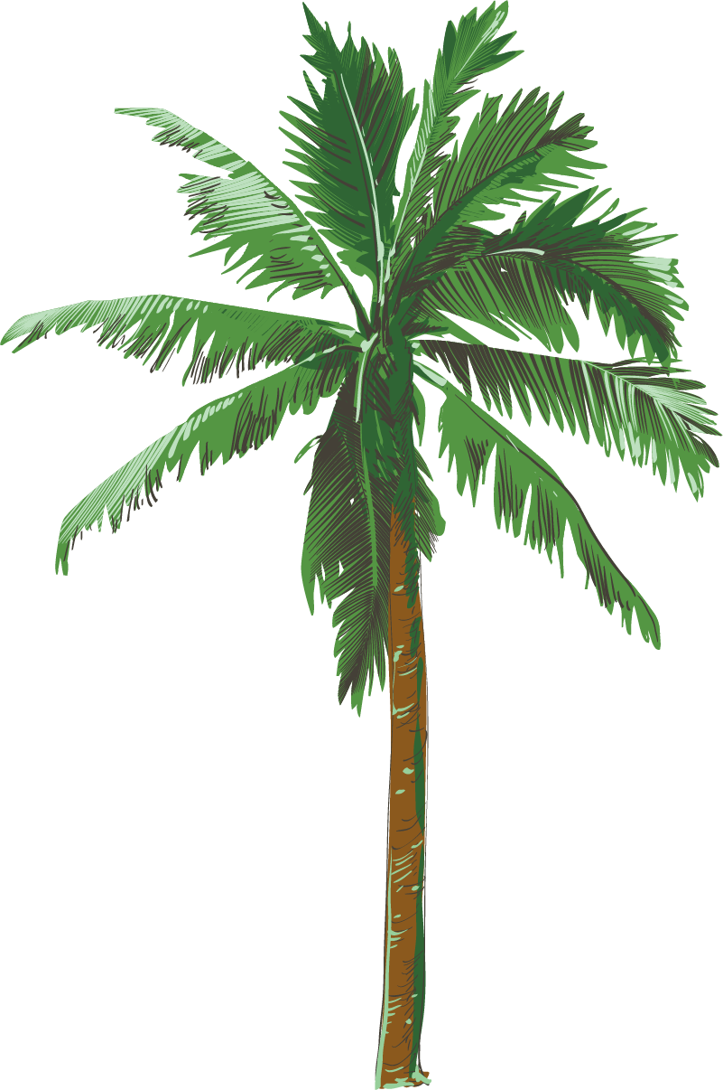 palm tree clipart no background - photo #32