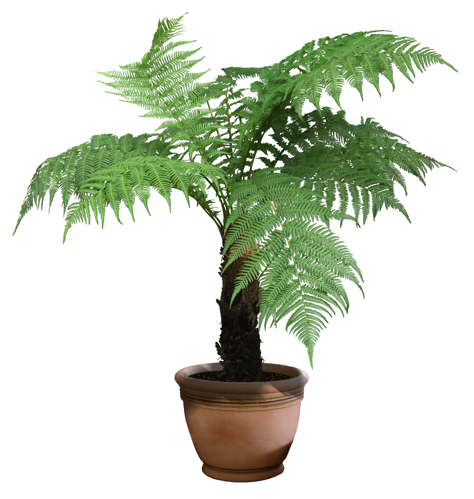 Beautiful Plants Pictures PNG Transparent Background, Free Download
