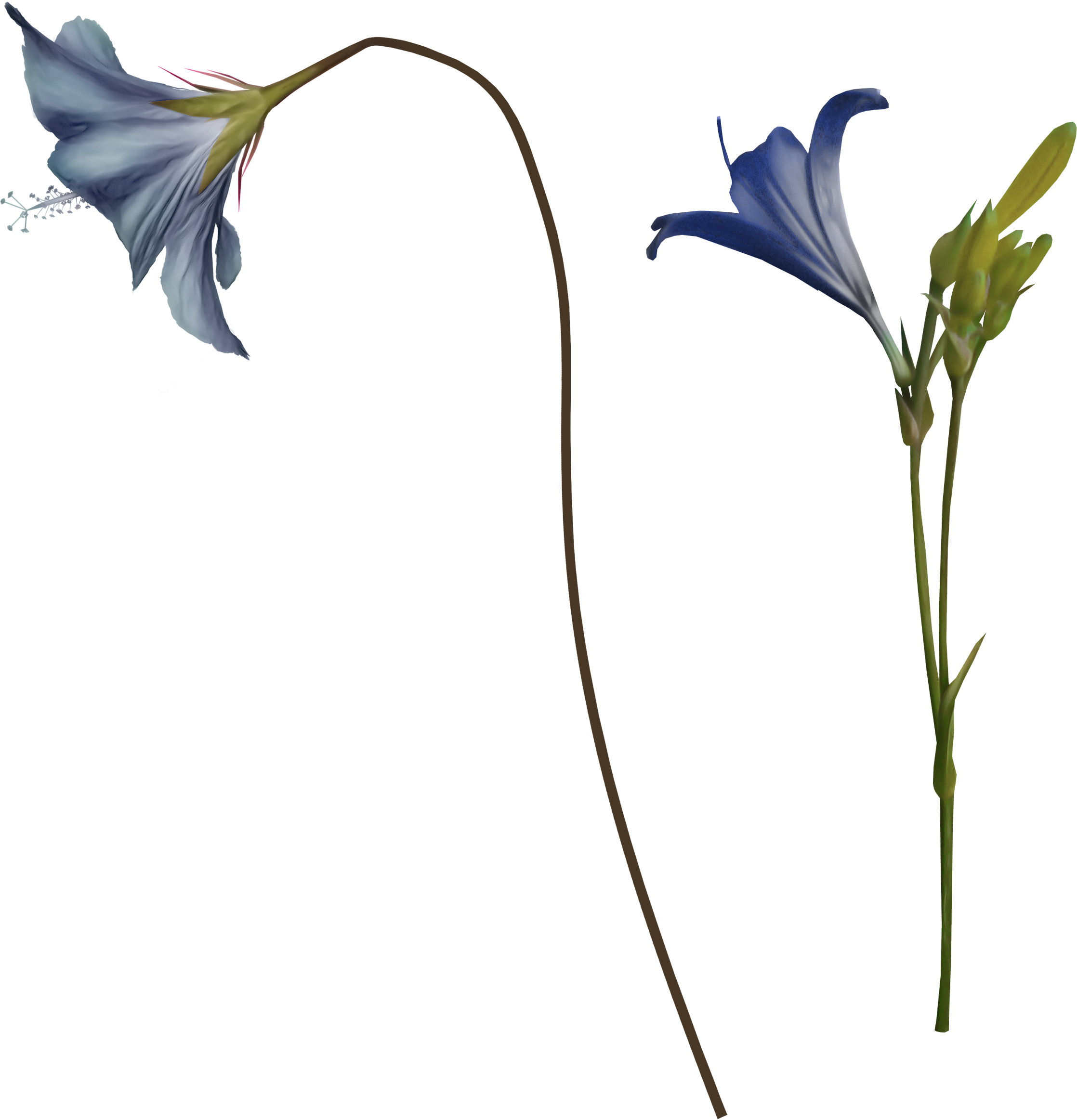 Bellflower Single Flowers Picture PNG Transparent Background, Free Download  #48723 - FreeIconsPNG