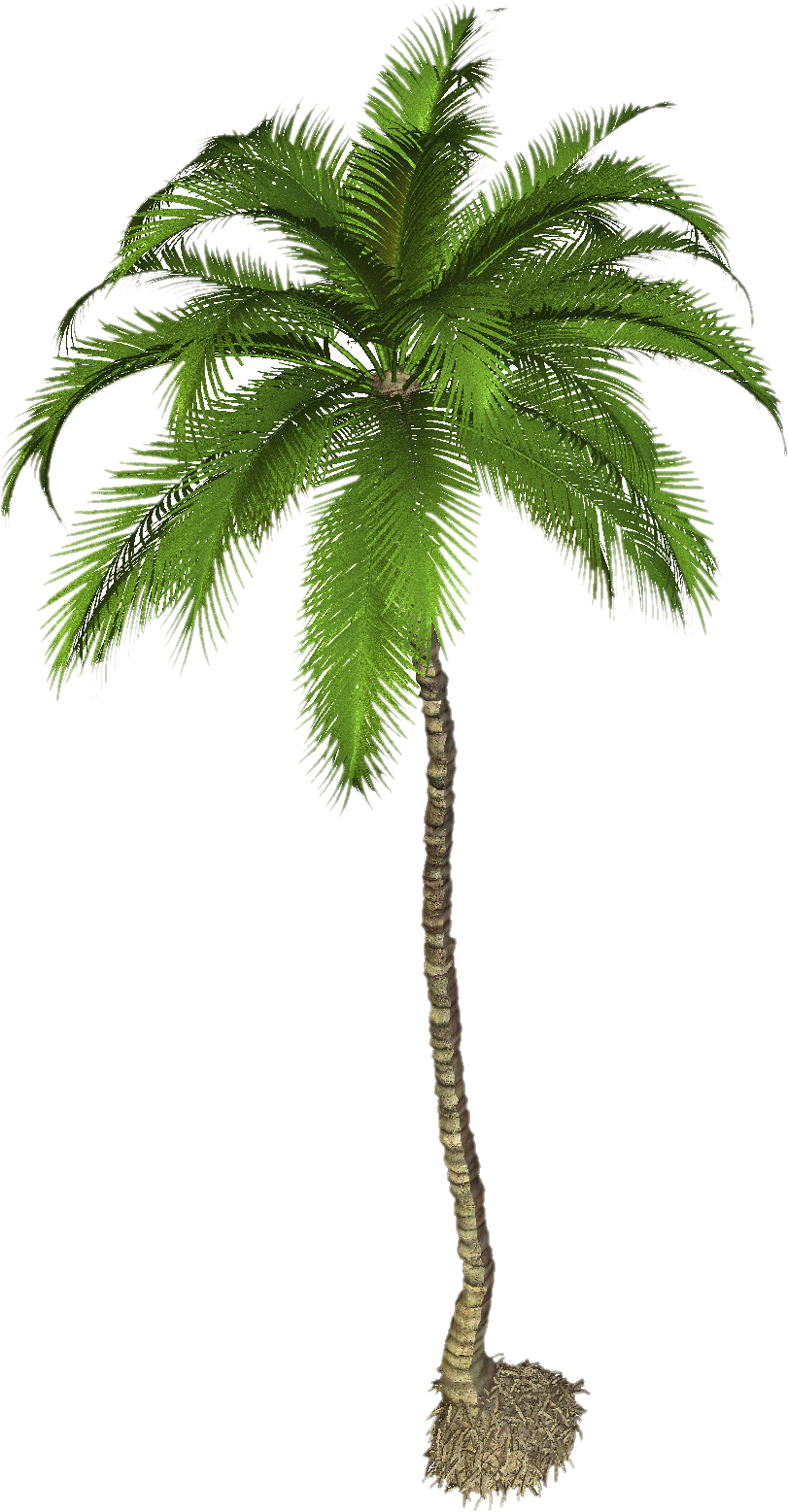 Best Coconut Tree Palm Clipart PNG Transparent Background, Free