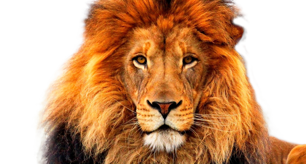 Lion PNG, Lion Transparent Background - FreeIconsPNG