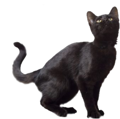 Black Cat Image PNG Transparent Background, Free Download #30373