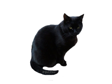 Black cat png images