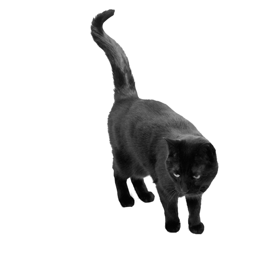 Black cat png images