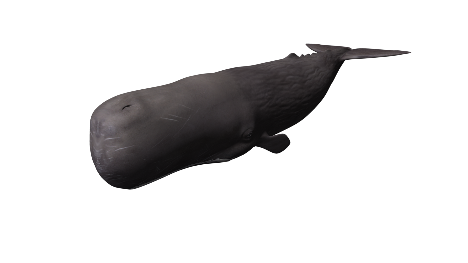 Black Smart Whale Images