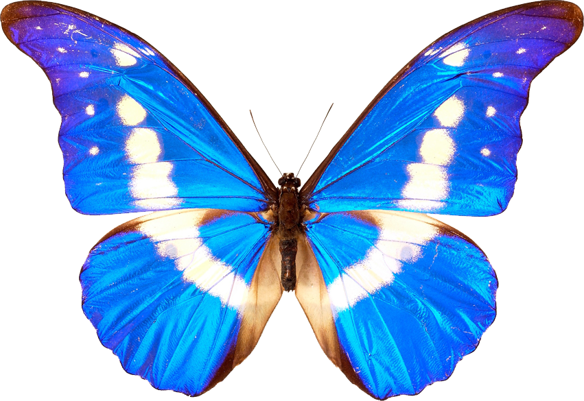 Butterflies PNG, Butterflies Transparent Background FreeIconsPNG