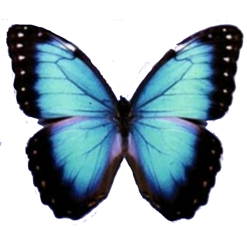 blue butterfly transparent background