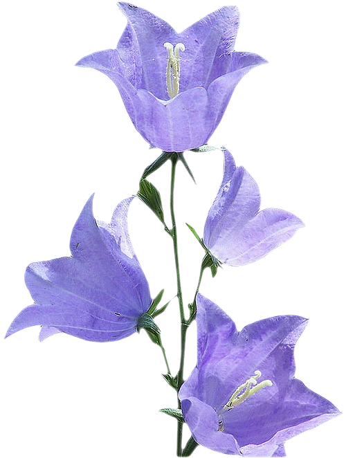 Bellflower PNG, Bellflower Transparent Background