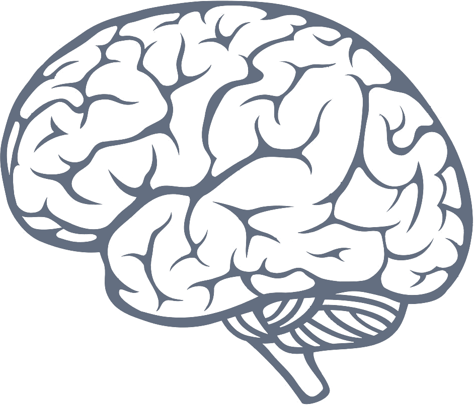 Brain .ico PNG Transparent Background, Free Download #2536 - FreeIconsPNG