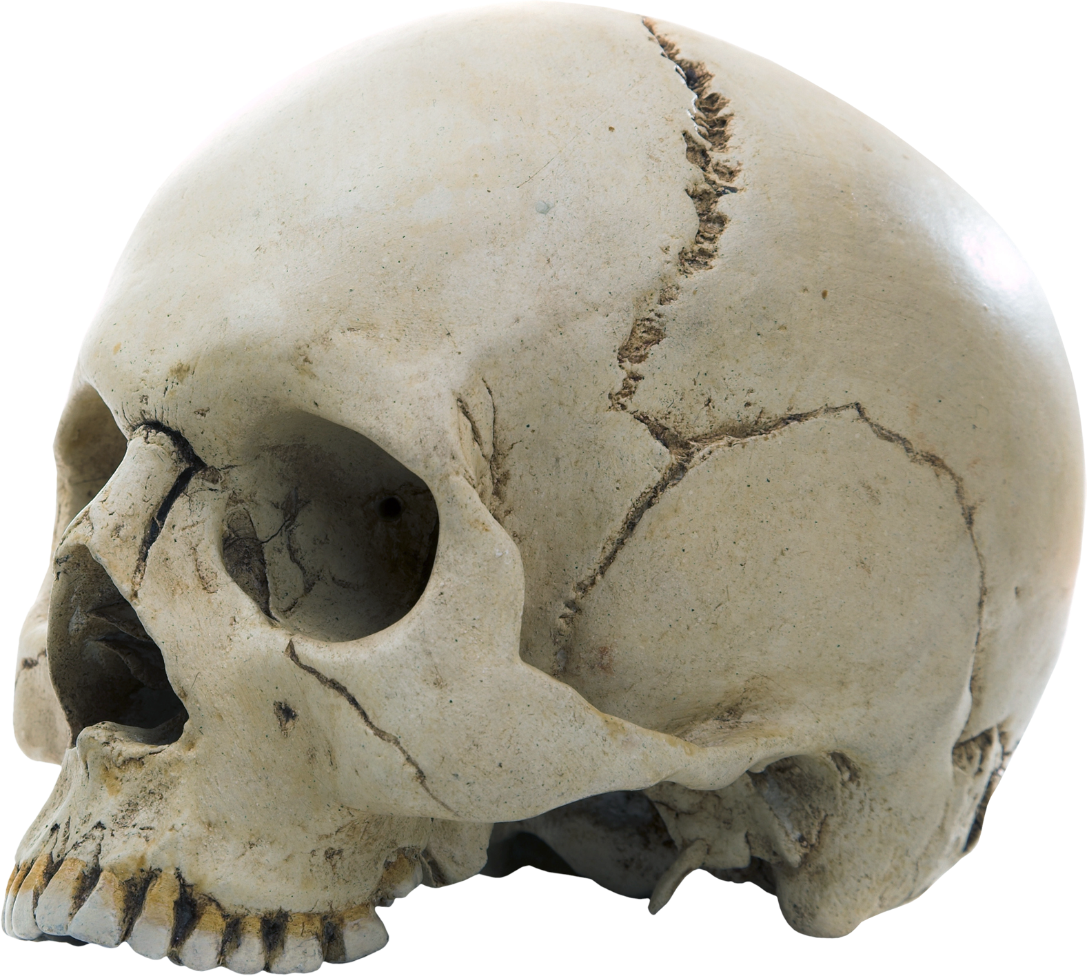 Skull Transparent PNG Pictures - Free Icons and PNG Backgrounds