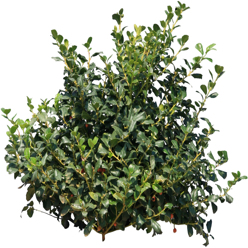 Bushes Download Icon