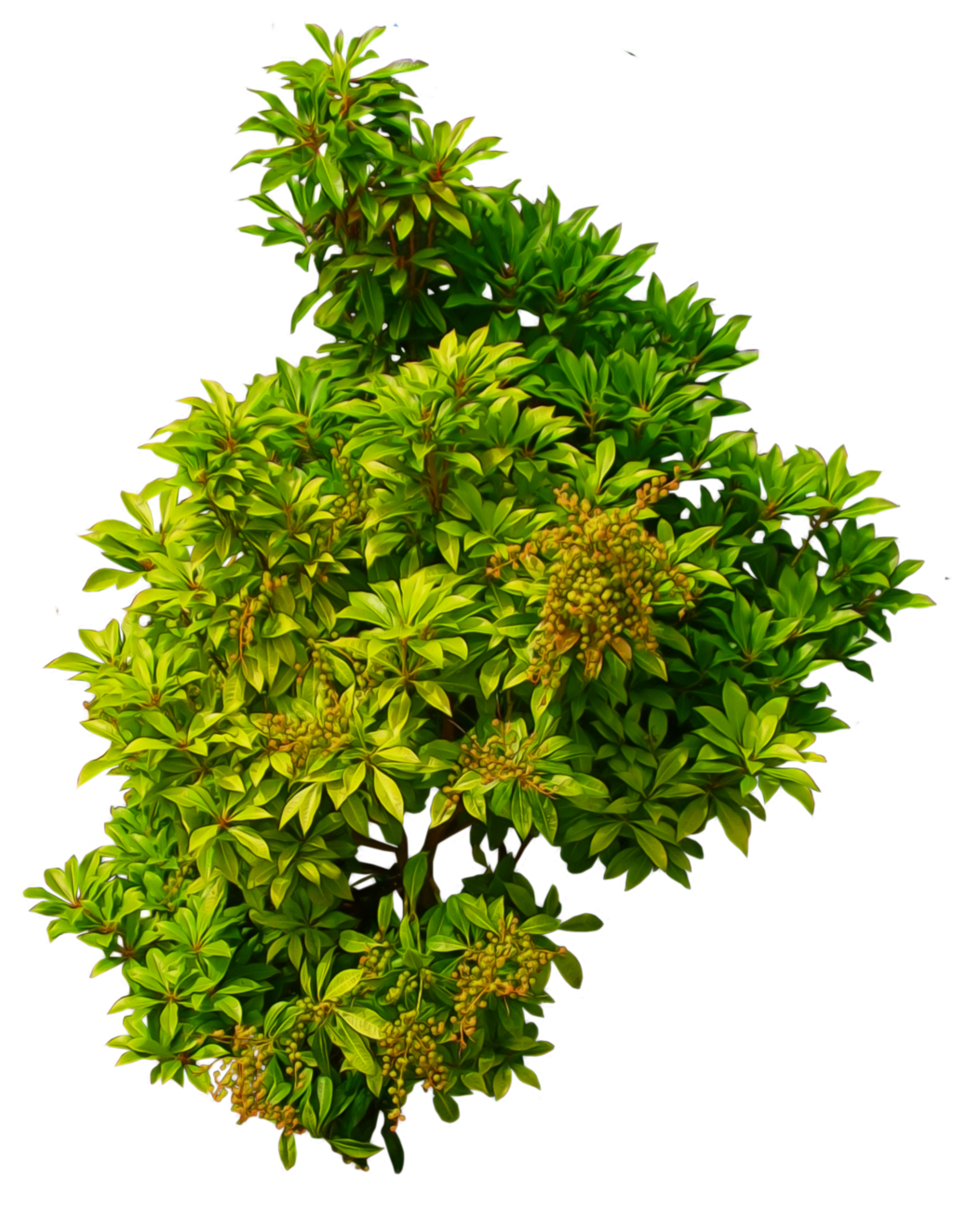 High quality Download Bushes Png