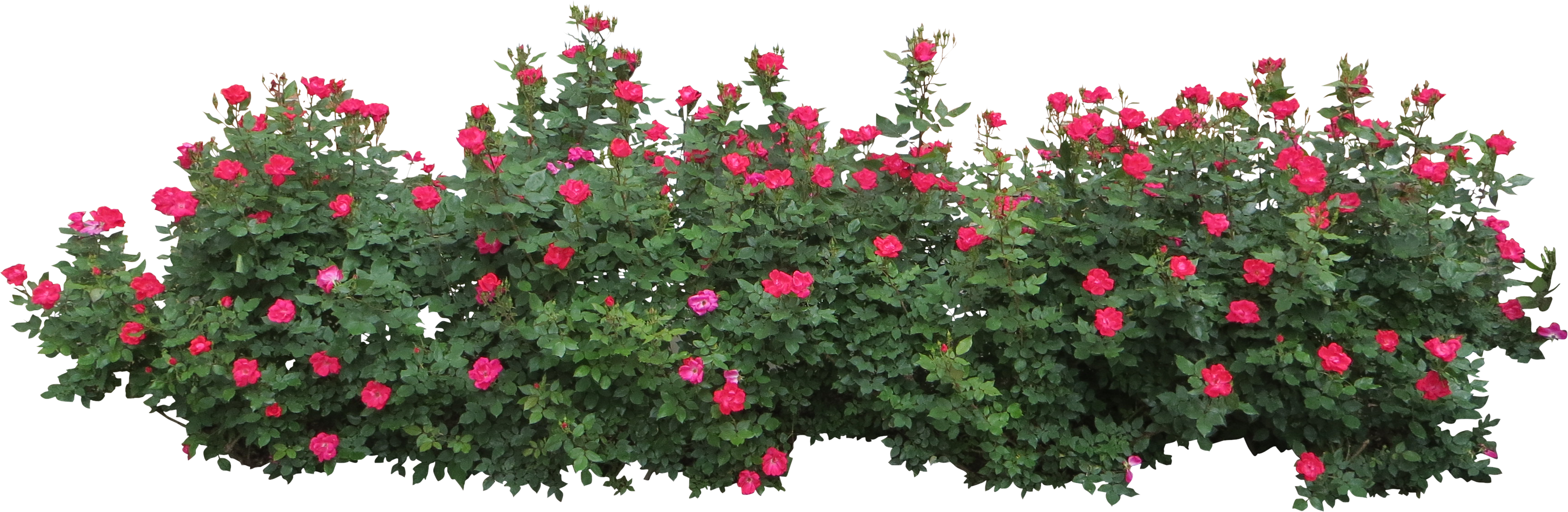 Bush PNG, Bush Transparent Background - FreeIconsPNG