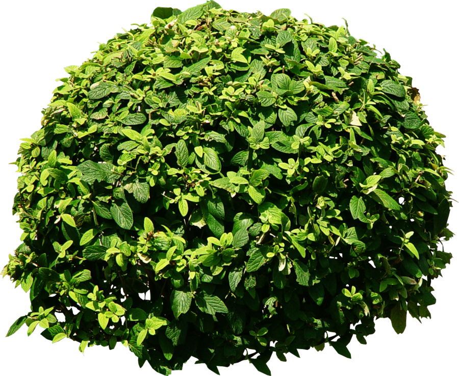 Bush Tree Tree PNG Transparent Background, Free Download ...